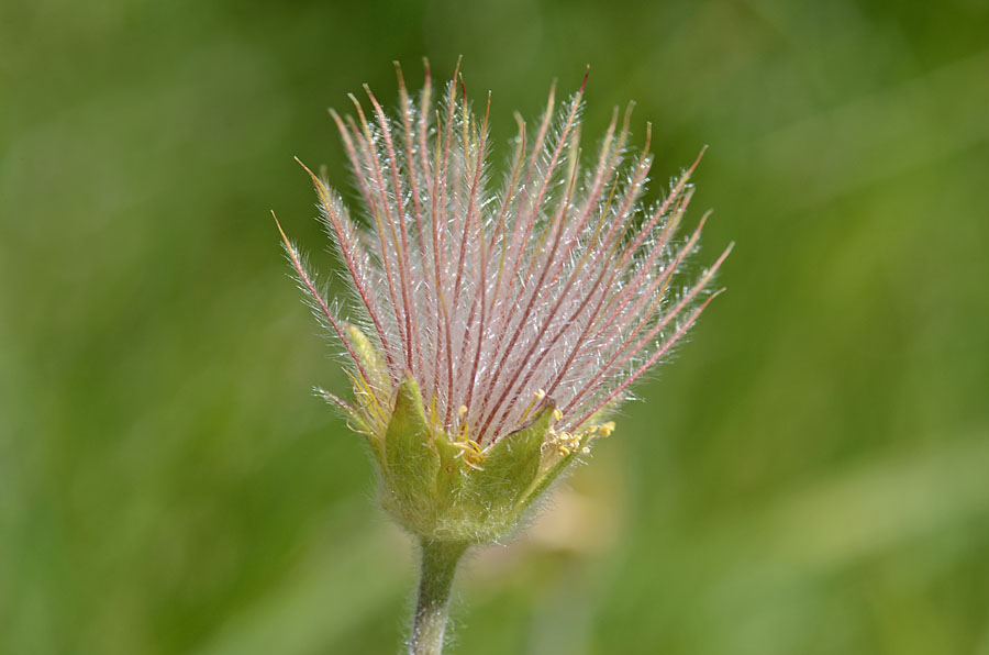 Geum montanum / Cariofillata montana